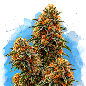 California Orange Bud Regular