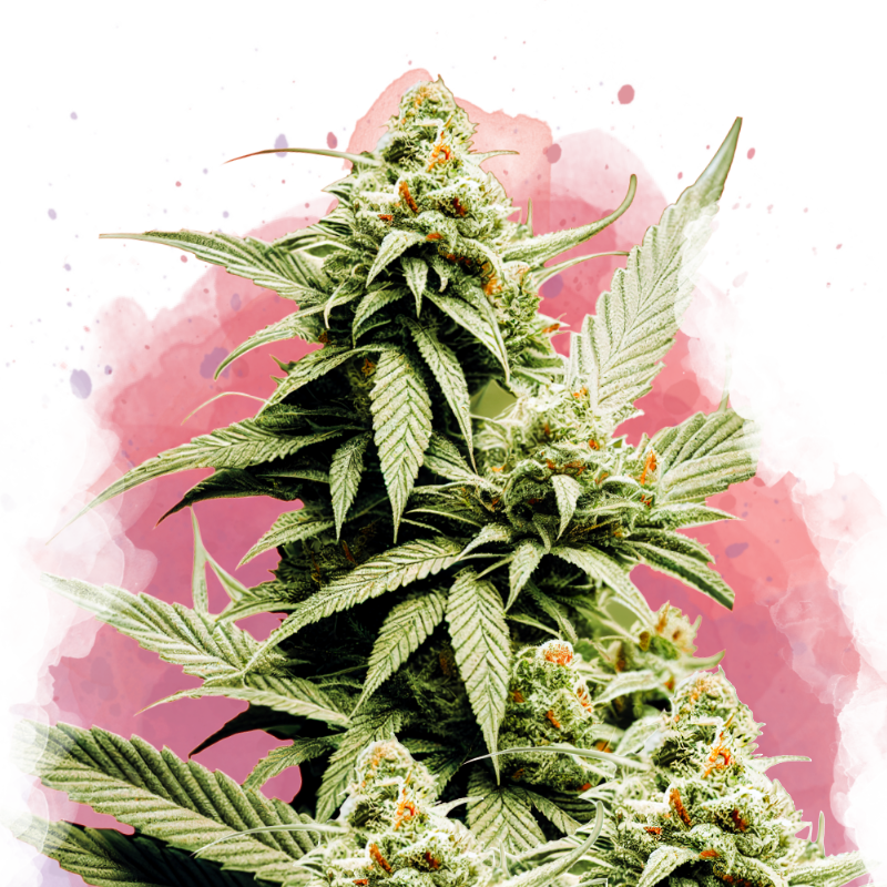 Cement Shoes Feminized - Nirvana USA