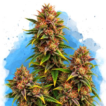 Granddaddy Purple Regular cannabis plant with dense red and orange flower clusters against blue background