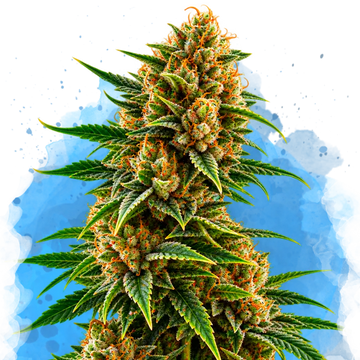 Northern Light Regular cannabis plant with dense flower clusters and green foliage against blue background
