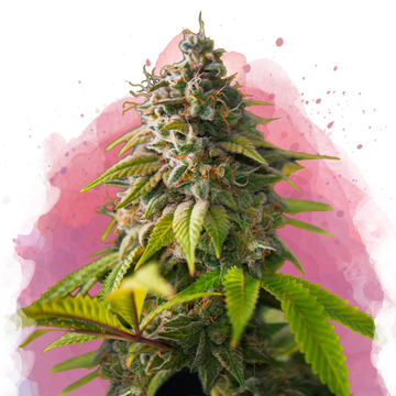 Amnesia Haze Feminized - Nirvana USA