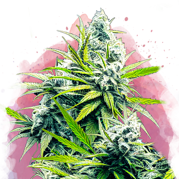 B-52 Feminized - Nirvana USA