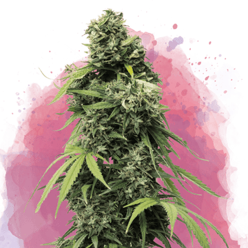 Black Widow Feminized - Nirvana USA