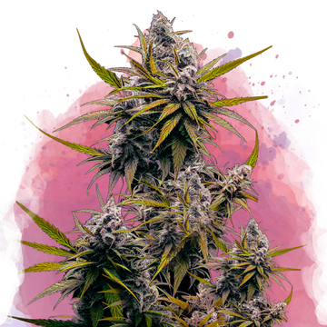 Blackjack Feminized - Nirvana USA