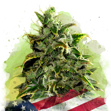 Blue Dream Autoflower - Nirvana USA