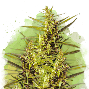 Blueberry Kush Autoflower