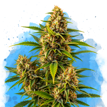 Blueberry Kush Regular