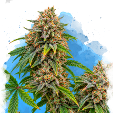 Bubble Kush Regular