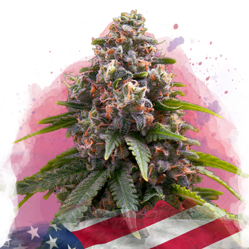 Candy Kush Feminized - Nirvana USA