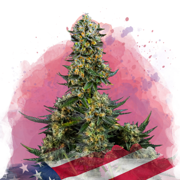 Chemdog Feminized