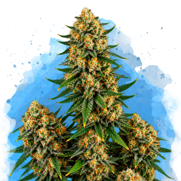 Chemdog Regular seeds plant with dense flower clusters and green foliage against blue watercolor background