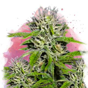Cherry Wine v2 CBD Feminized - Nirvana USA