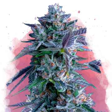 Chocolope Feminized - Nirvana USA