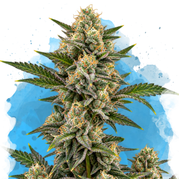 Critical Regular