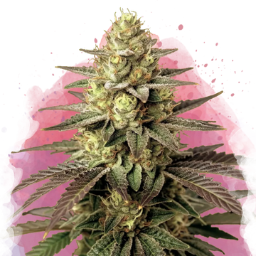 Do Si Dos Feminized - Nirvana USA