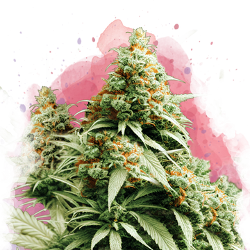 Exodus Cheese Feminized