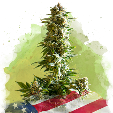 Girl Scout Cookies Autoflower