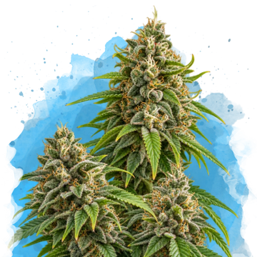 Girl Scout Cookies Regular