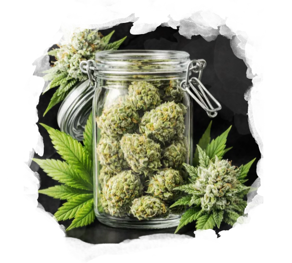 High Yielding Starter Pack - Nirvana USA