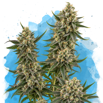 Hindu Kush Regular