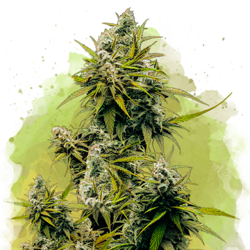 Lemon OG Haze Autoflower