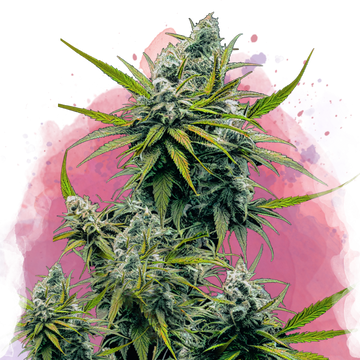 Nicole Kush Feminized