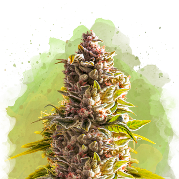 Northern Light Autoflower