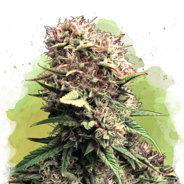 OG Kush Autoflower
