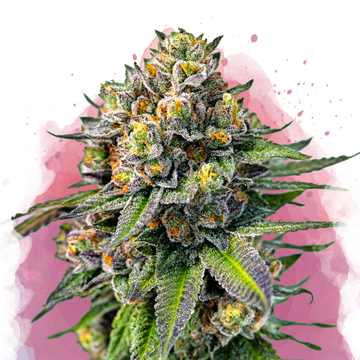OG Kush Feminized