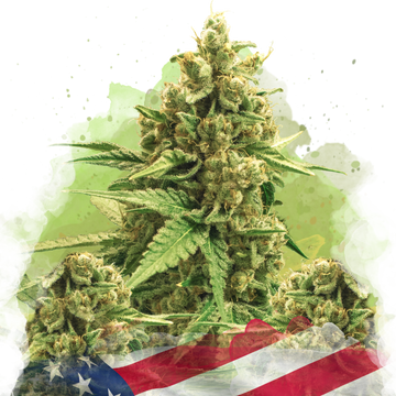 Original Glue Autoflower