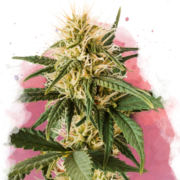 Pure Power Plant Feminized