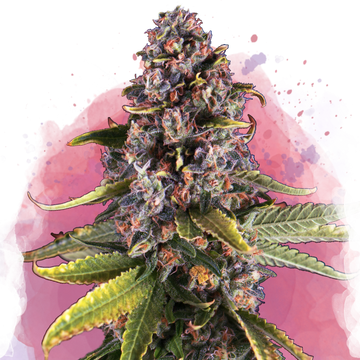 Raspberry Cough Feminized
