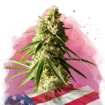 Runtz Feminized - Nirvana USA