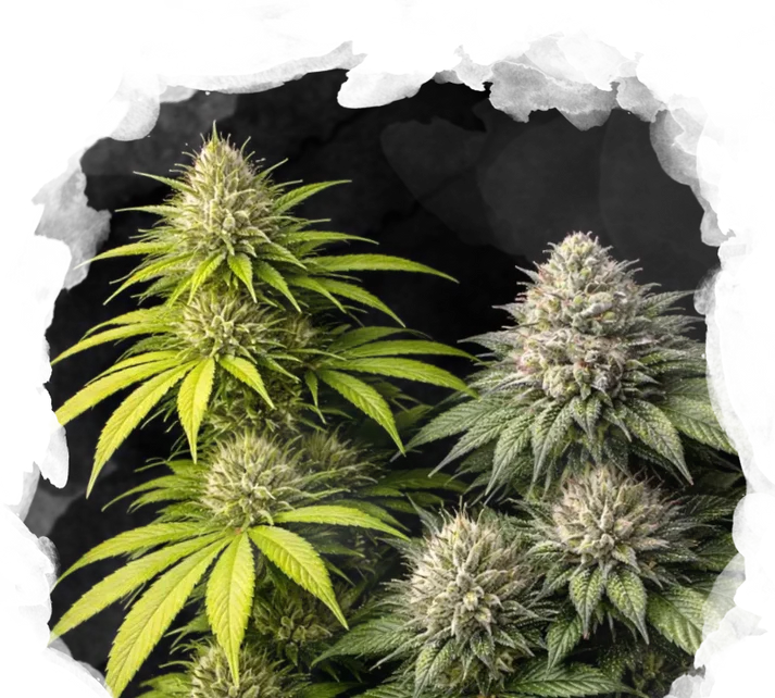 Sativa vs Indica Starter Pack