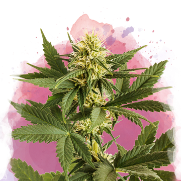 Shiskaberry Feminized