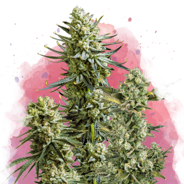 Skywalker OG Feminized