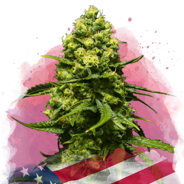 Trainwreck Feminized