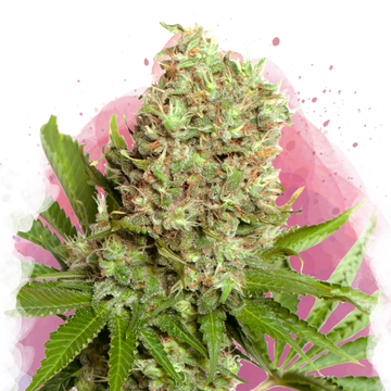 White Widow Feminized