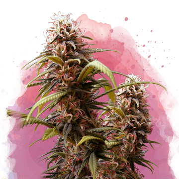 Wonder Woman Feminized