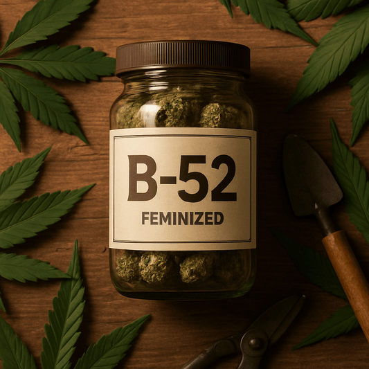B-52 Feminized Review 2026: Is It Worth It? - Nirvana USA