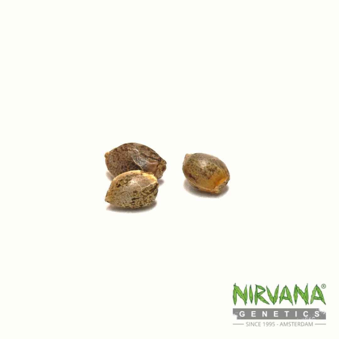 How to Germinate Your Nirvana Seeds: Paper Towel, Soil & Plugs - Nirvana USA