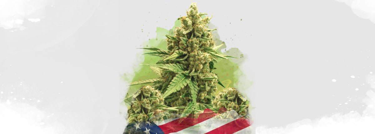 Marijuana seeds - Quality Genetics for Superior Growth - Nirvana USA