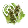 Autoflower seeds