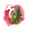 Feminized seeds