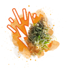 High THC