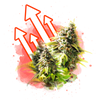 High yielding