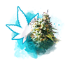 Indica Dominant Strains