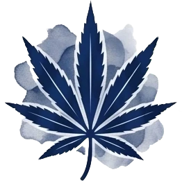 Sativa Cannabis Seeds: Elevate Your Day with Uplifting Strains - Nirvana USA