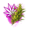 Sativa Dominant