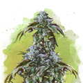 Blue Cheese | Autoflower with Quick Harvest Advantage